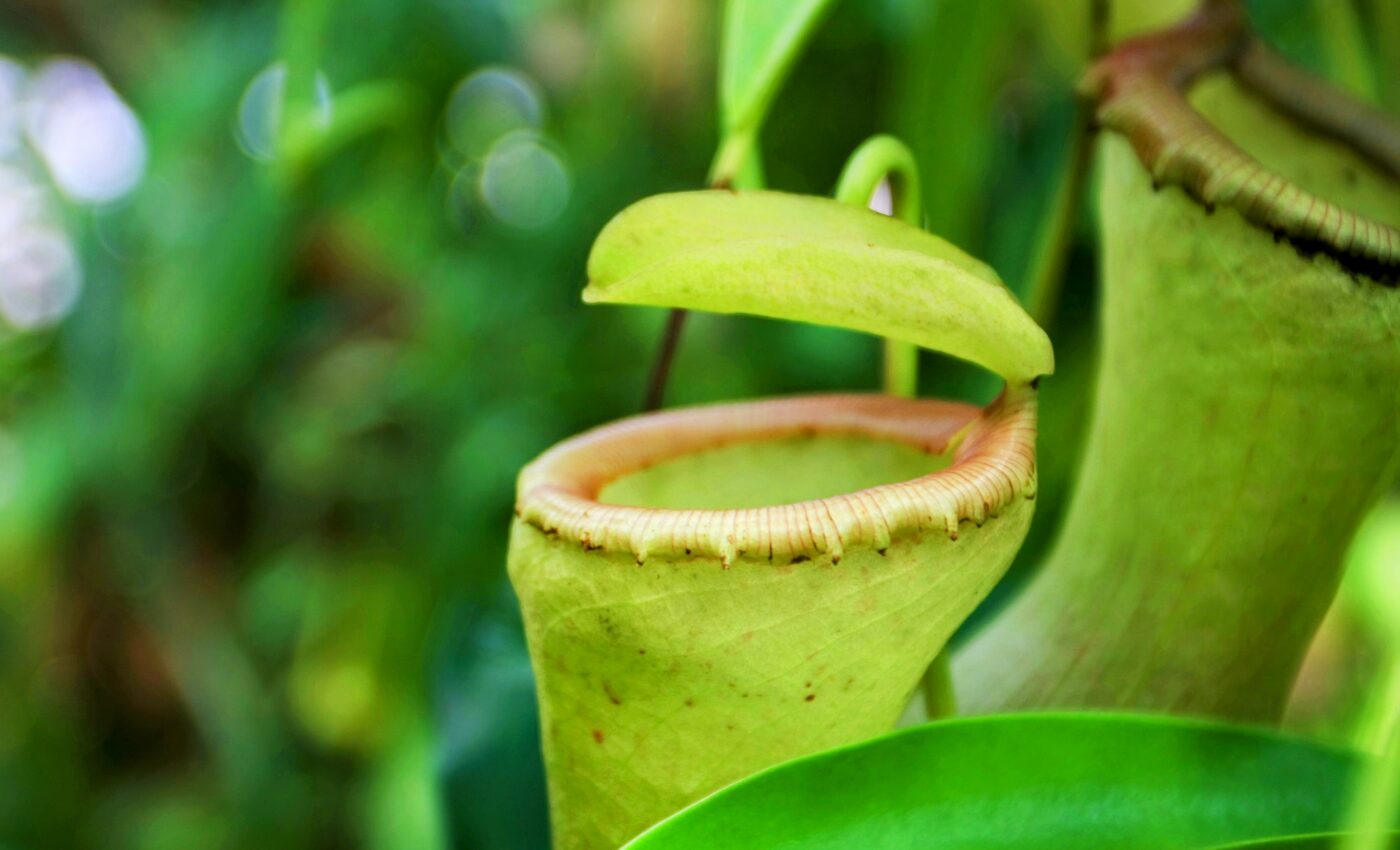 Pitcher plants harness rain energy to capture insects