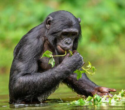 Bonobos.jpg