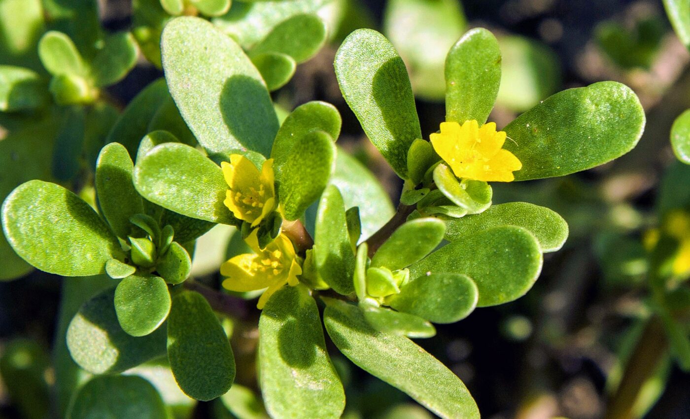 Common weed may lead to drought-resistant crops