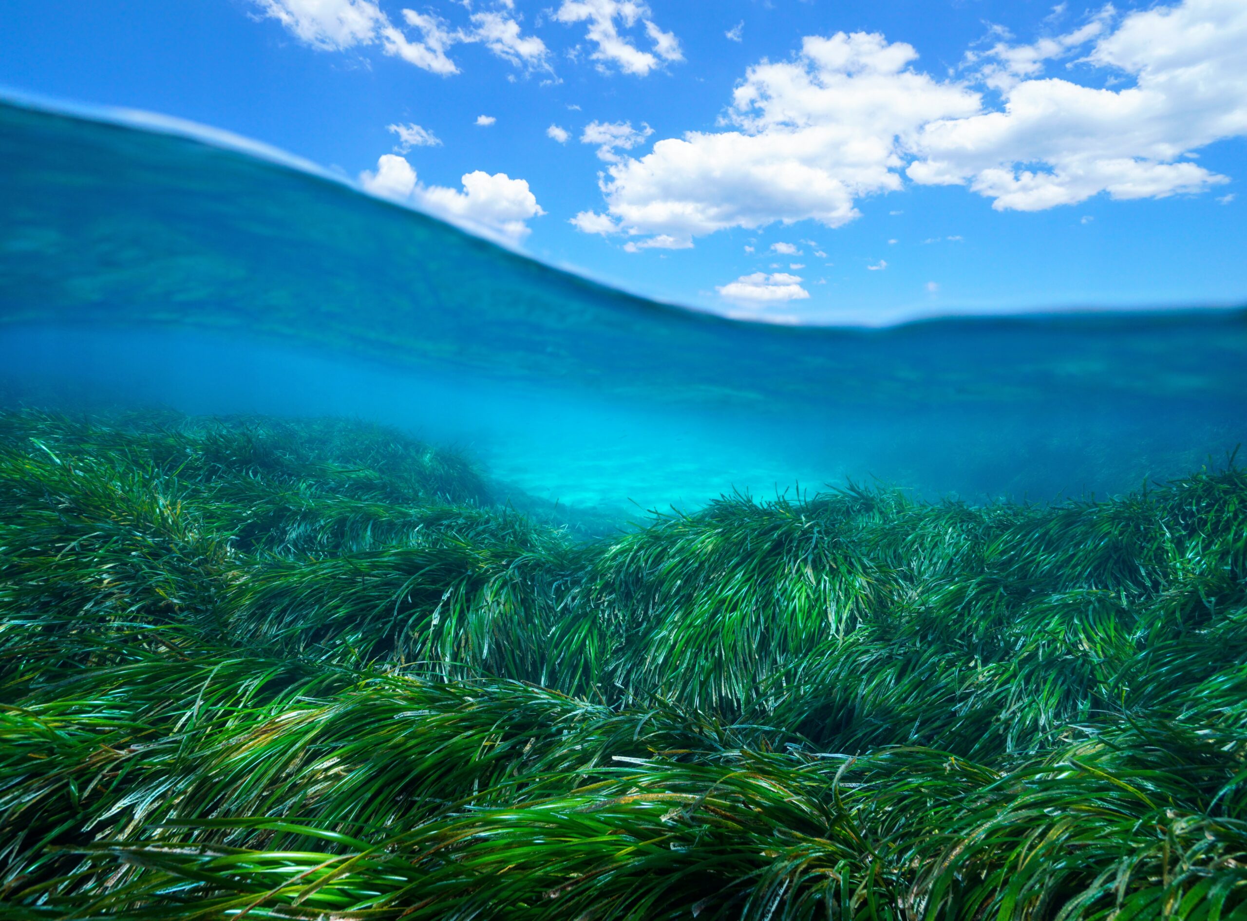 Seagrass.jpg