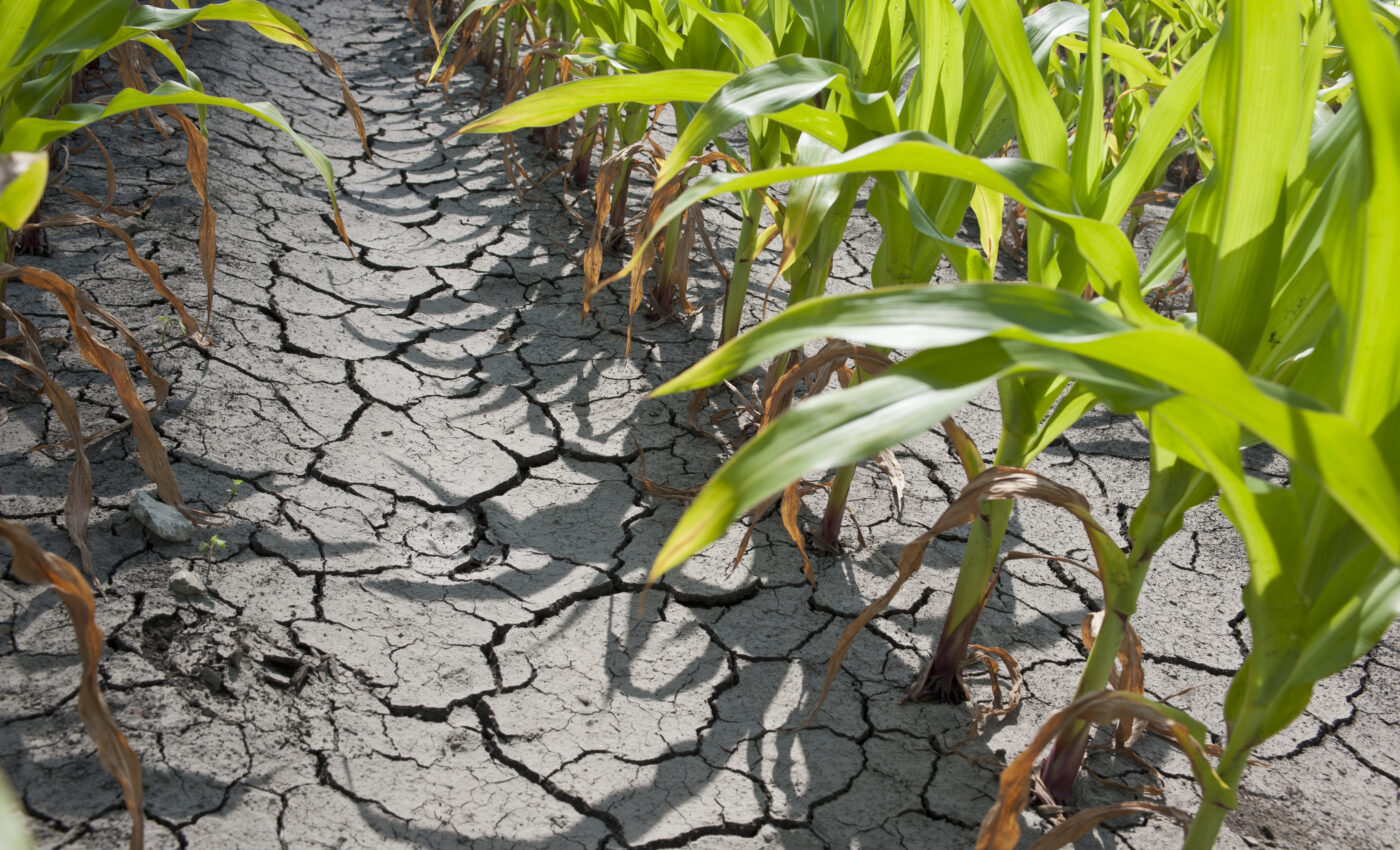 "Exquisite" mechanism will help plants survive drought