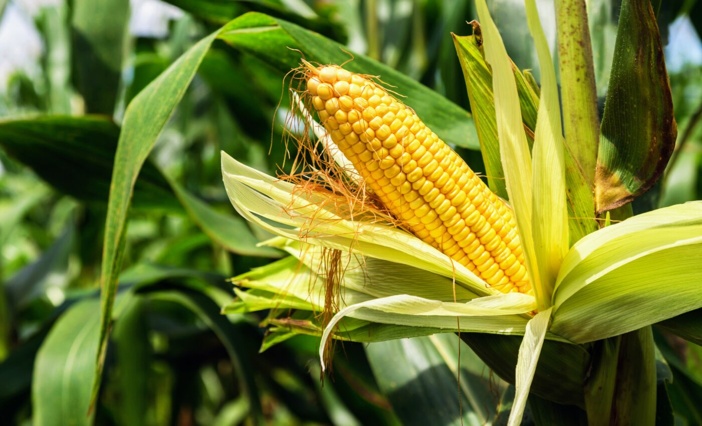 Fungus renders corn plants defenseless with surgical precision