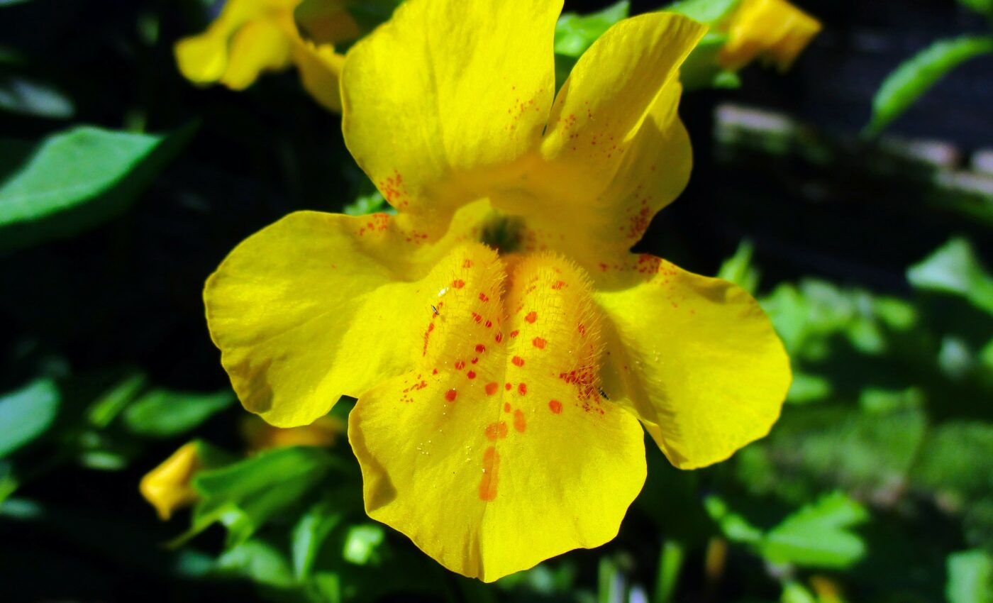 Bees do it better: self-pollinating plants lose genetic diversity