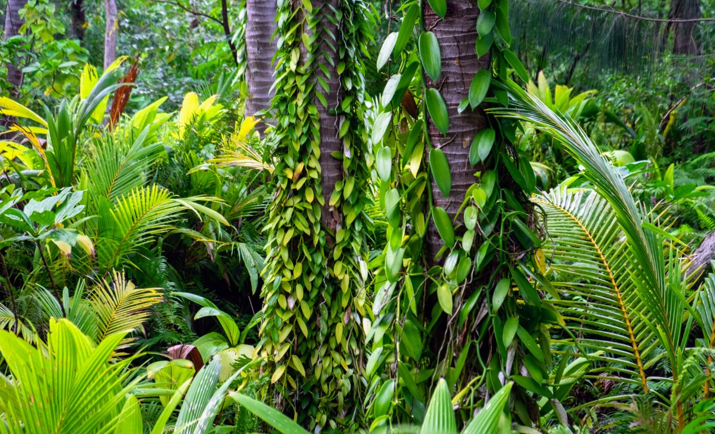 Vanilla cultivation can boost biodiversity in Madagascar