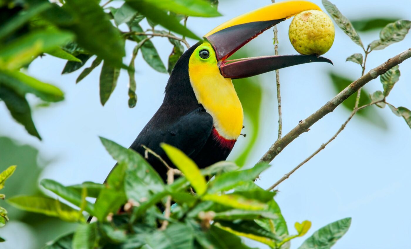 First fruit-eating animal in Earth’s history identified