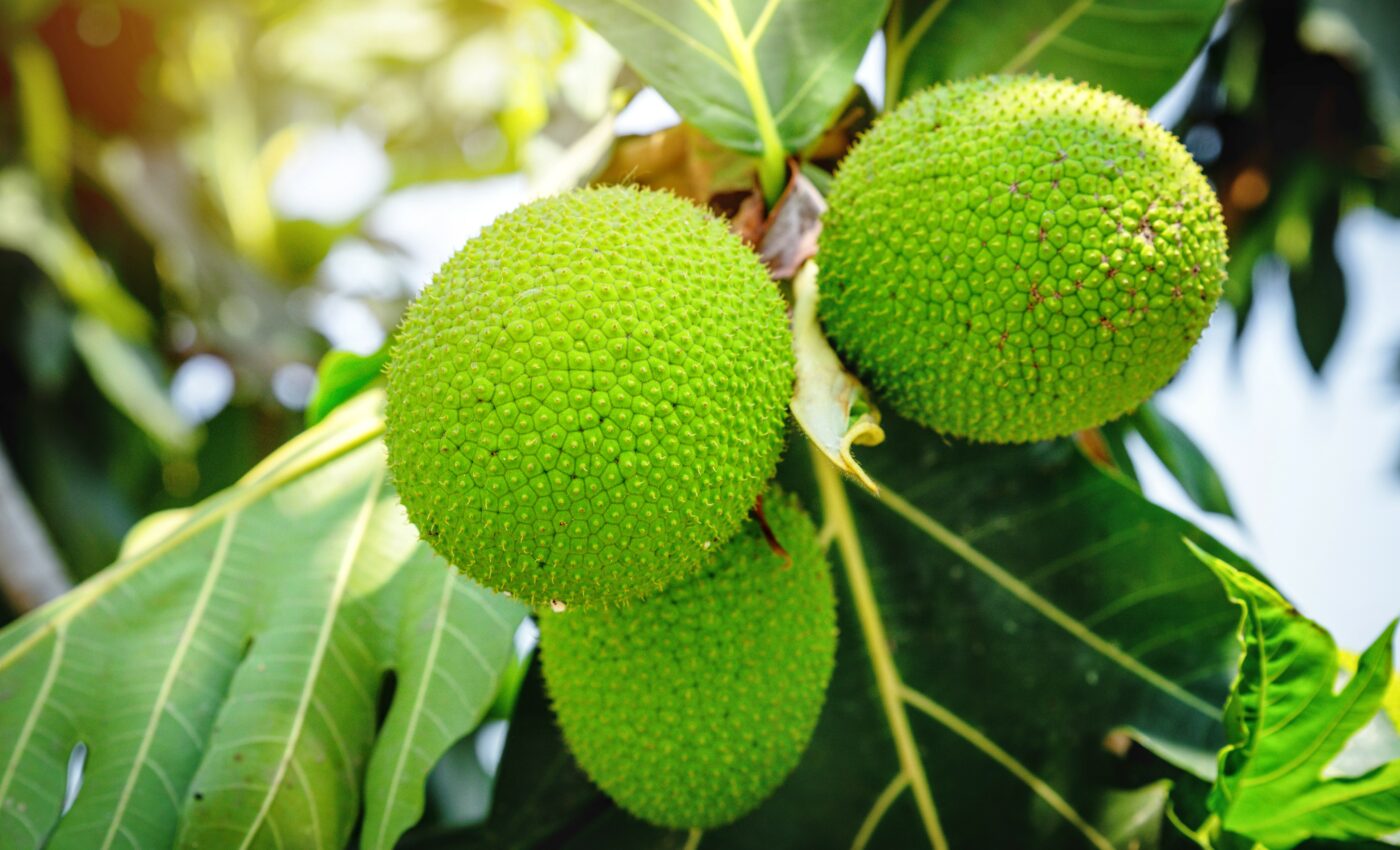 Food of the future: breadfruit is resistant to climate change