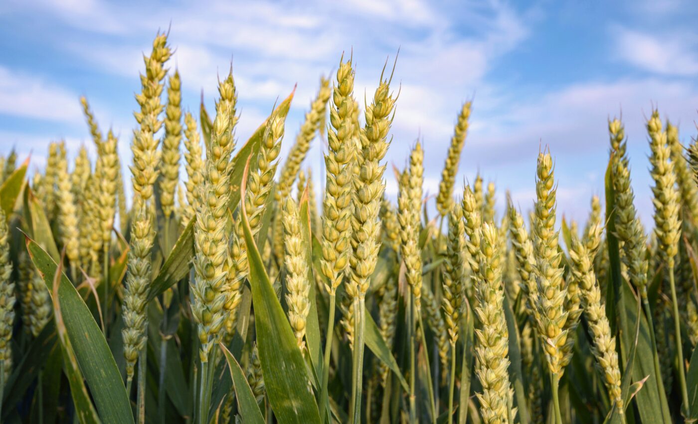 Wheat prices will spike as climate changes
