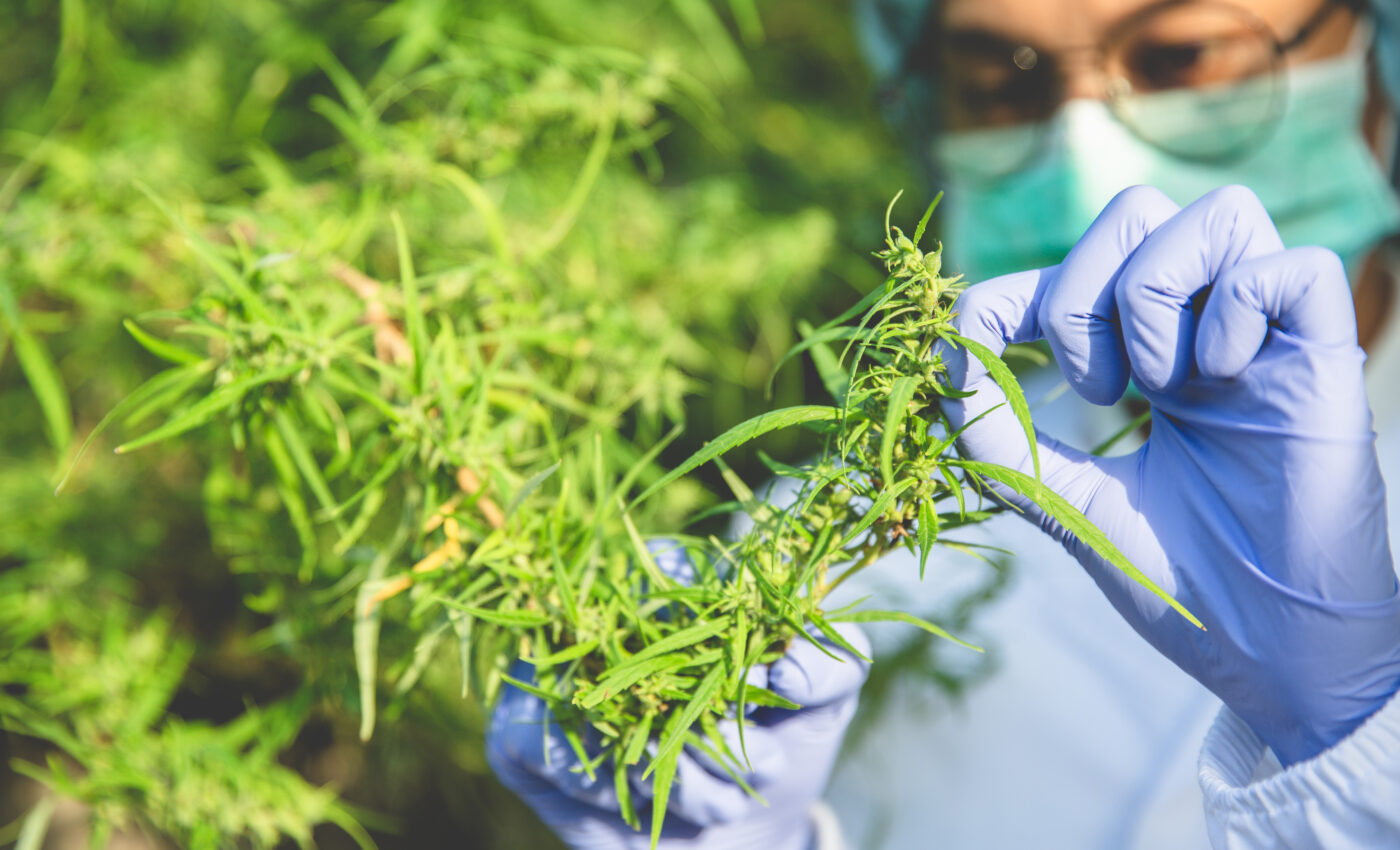 Medical cannabis increases risk of heart arrhythmia