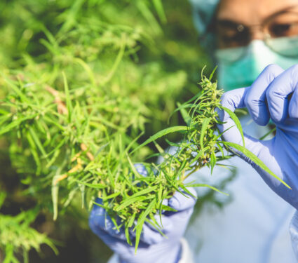 Marijuana,Researcher,,Female,Scientist,In,A,Hemp,Field,Checking,Plants