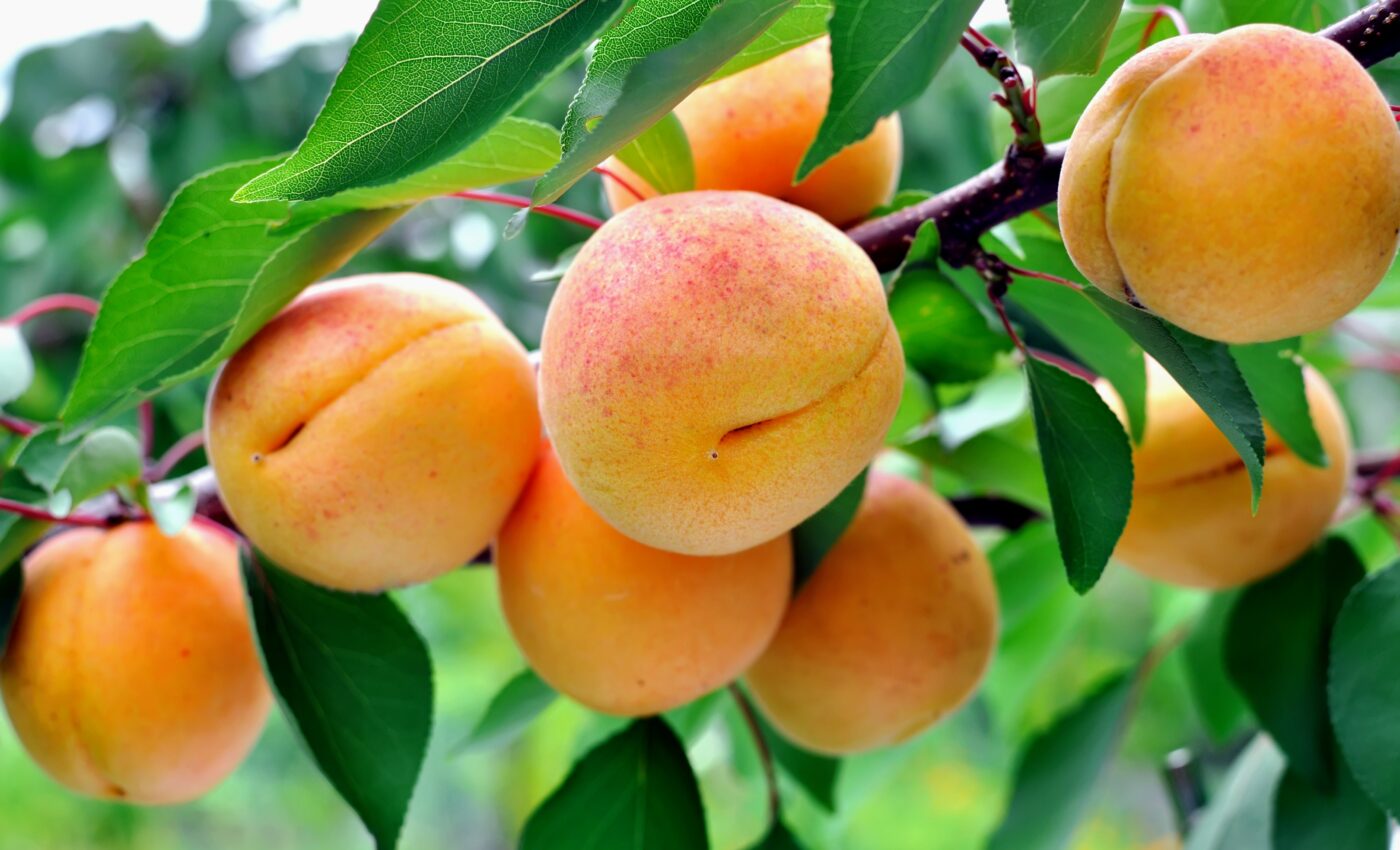 Home gardens in Central Asia are "living genebanks"