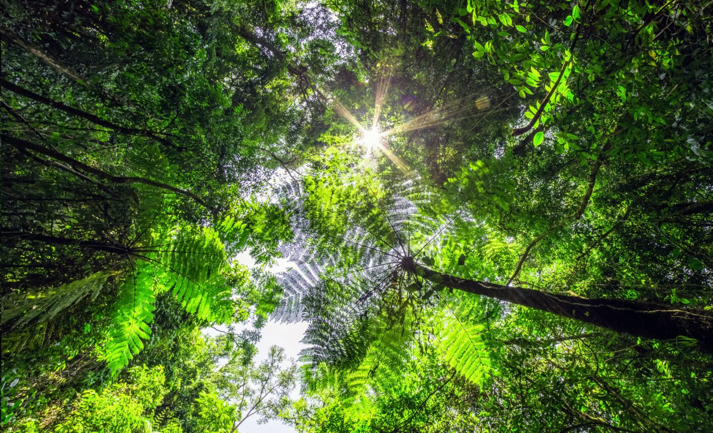 In tropical forests, lightning strikes the most resilient trees
