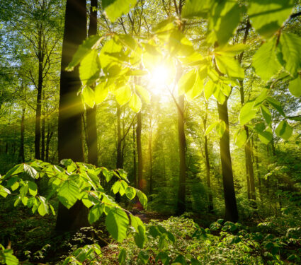 Beautiful,Green,Forest,Scenery:,The,Sun,And,Green,Branches,Framing