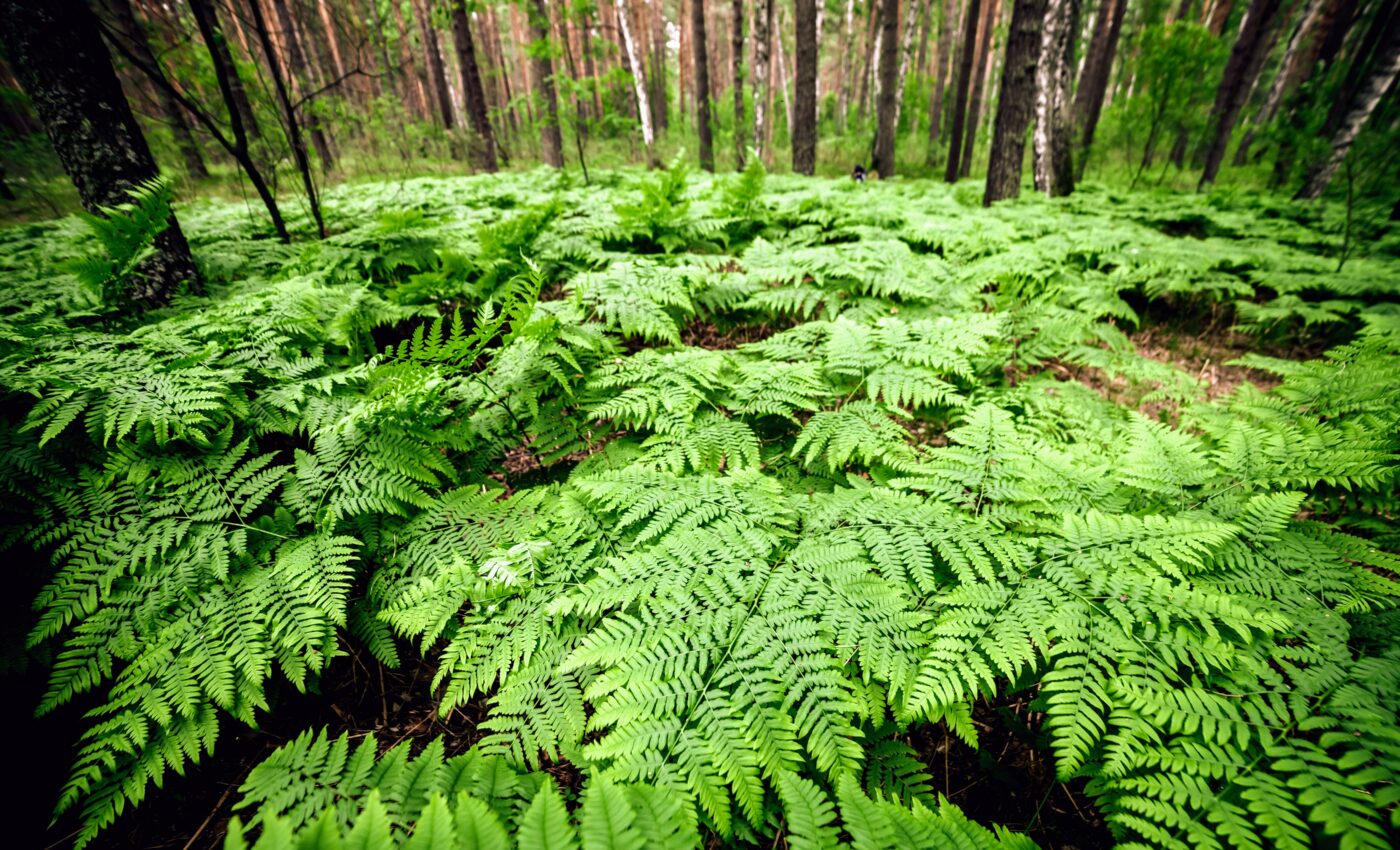 Plant evolution drastically changed Earth's composition