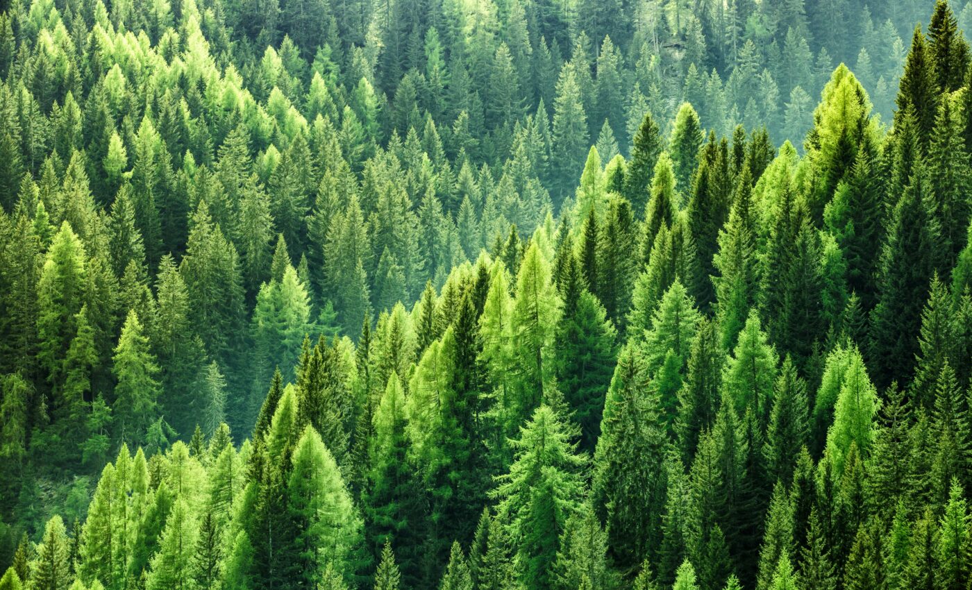 Climate risks threaten the future of the world's forests