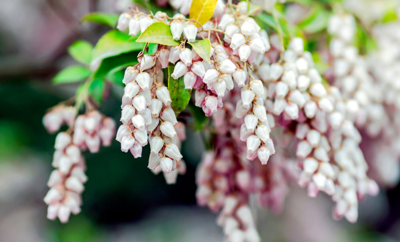 Tree compound can kill drug-resistant bacteria