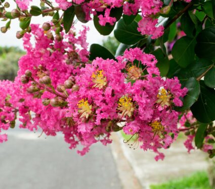 Crapemyrtle.jpg