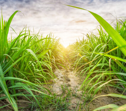 Agriculture,,Sugarcane,Field,At,Sunset.,Sugarcane,Is,A,Grass,Of