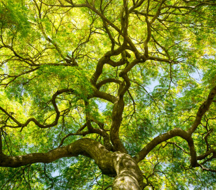 An,Upward,View,Of,A,Japanese,Maple,Tree,Canopy,In
