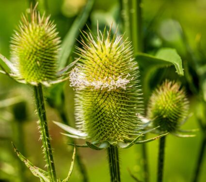 Teasel.jpg