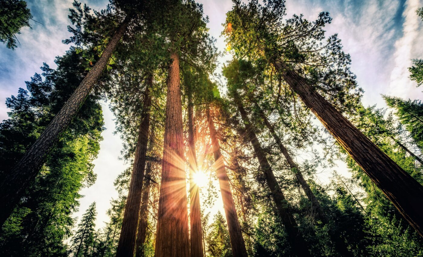 Exploring the mystery of why some plants become woody