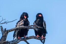 2022/09/Bateleur-.jpeg