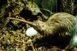 2022/09/kiwi-bird.jpg