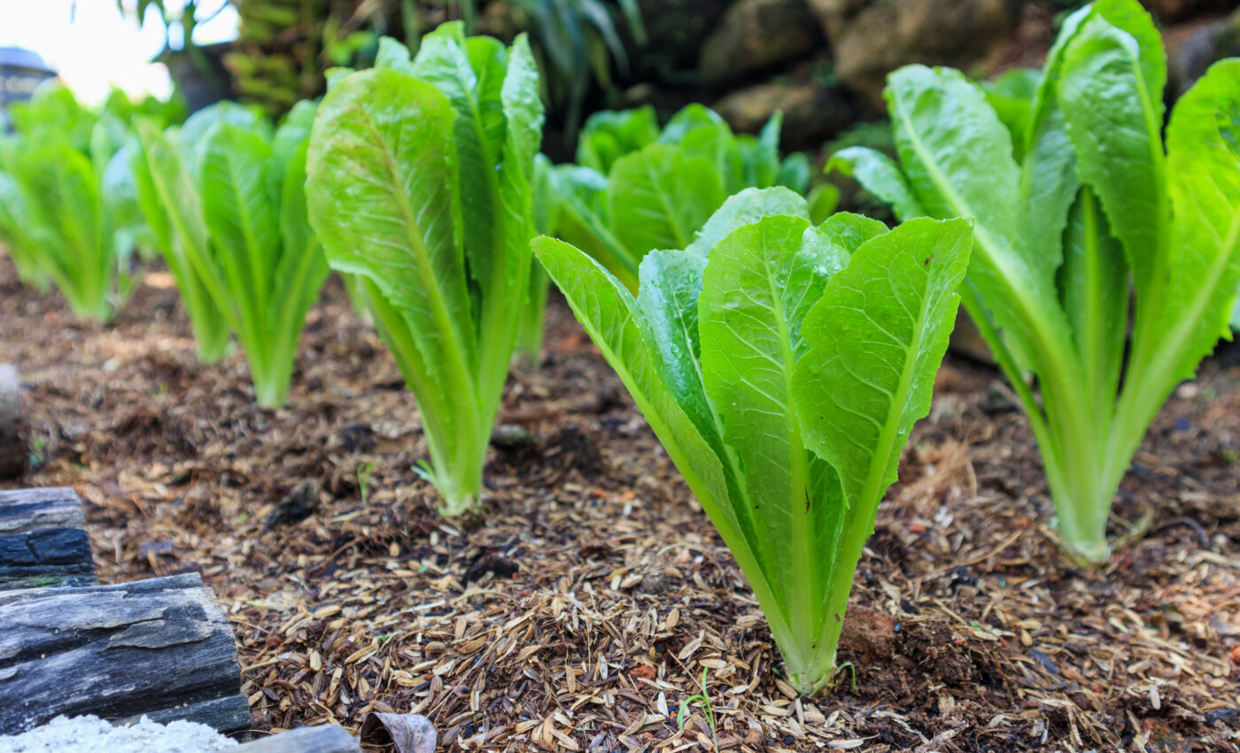 Nanoplastics can easily travel through food webs