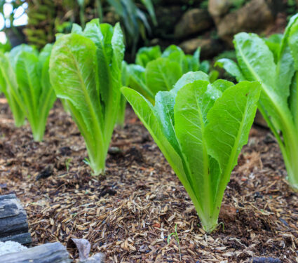 Green,Romain,Or,Cos,Lettuce,Plant,In,Organic,Garden