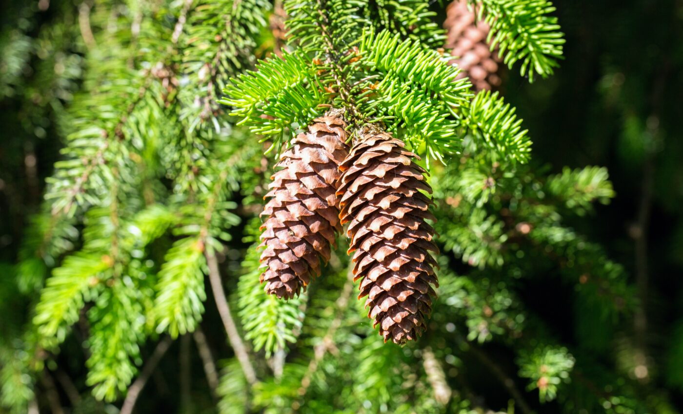 Conifer communication is altered by air pollution