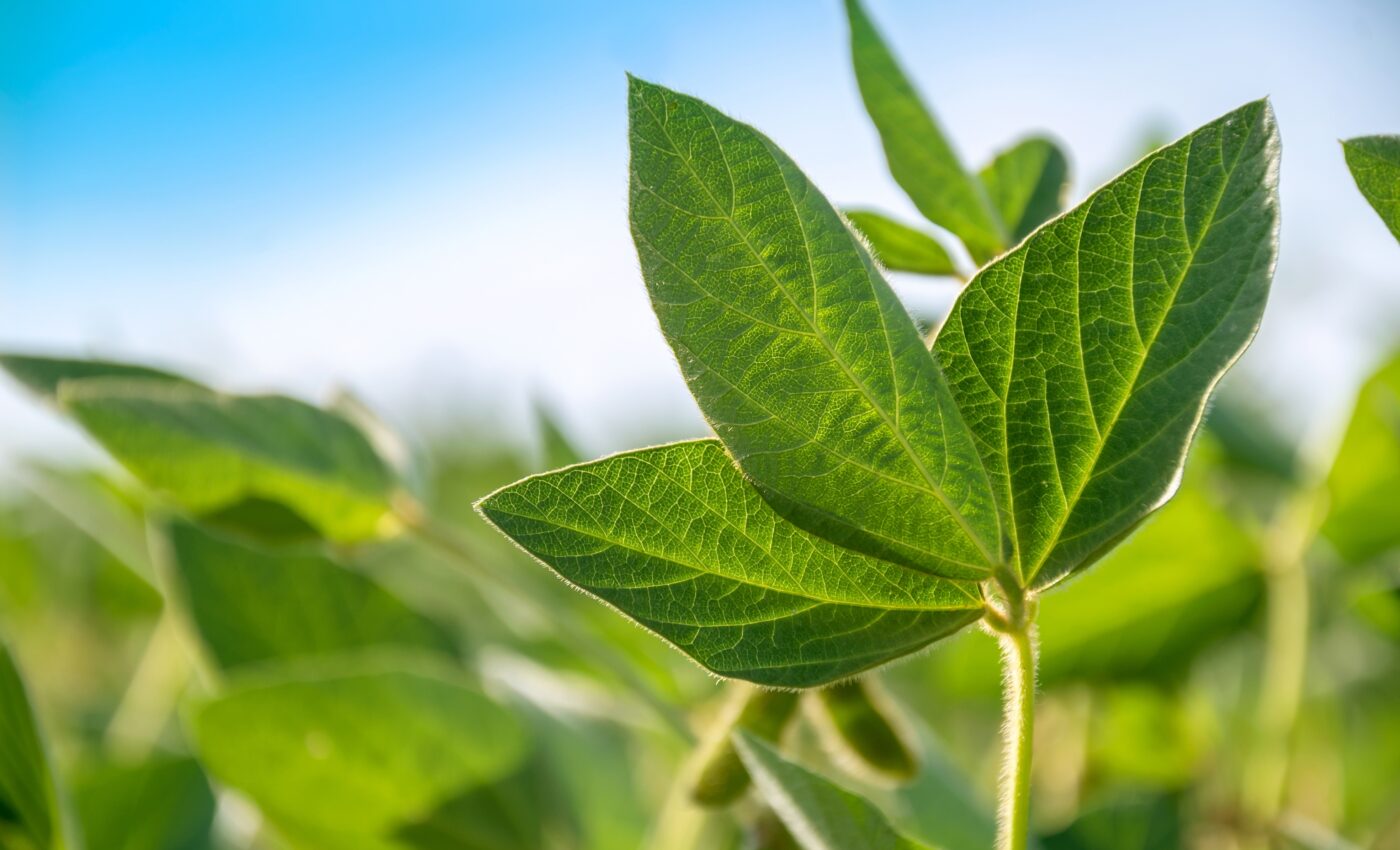 Plant virus can benefit soybean-eating insects