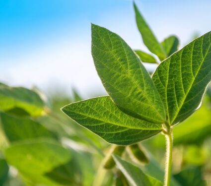Green,Leaf,Of,A,Soybean,Plant,Close-up,On,The,Background