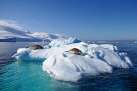 Weddell seals sacrifice large amounts of energy for their pups