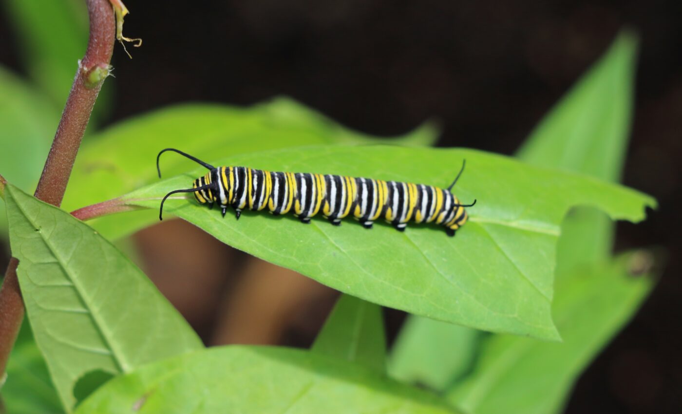 Retail milkweed exposes monarch caterpillars to pesticides