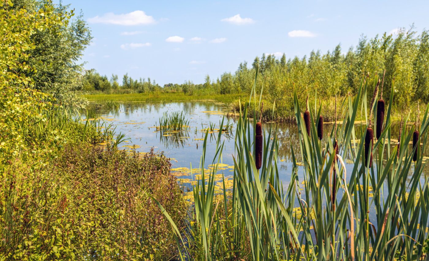 Marsh plant can effectively clean contaminated soil