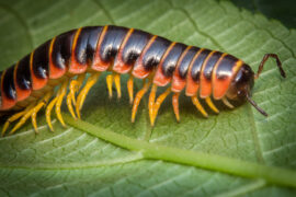 "Millirobots" are inspired by the capabilities of insects