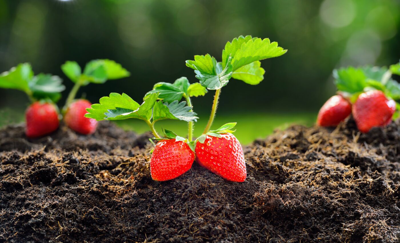 Pesticides impair the ability of bees to pollinate strawberries