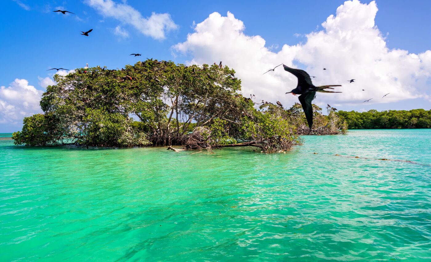 Mexican mangroves have been storing carbon for nearly five millennia