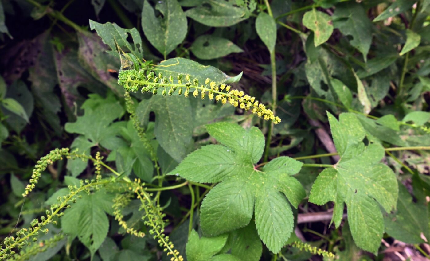 What makes ragweed so successful as an invasive species?