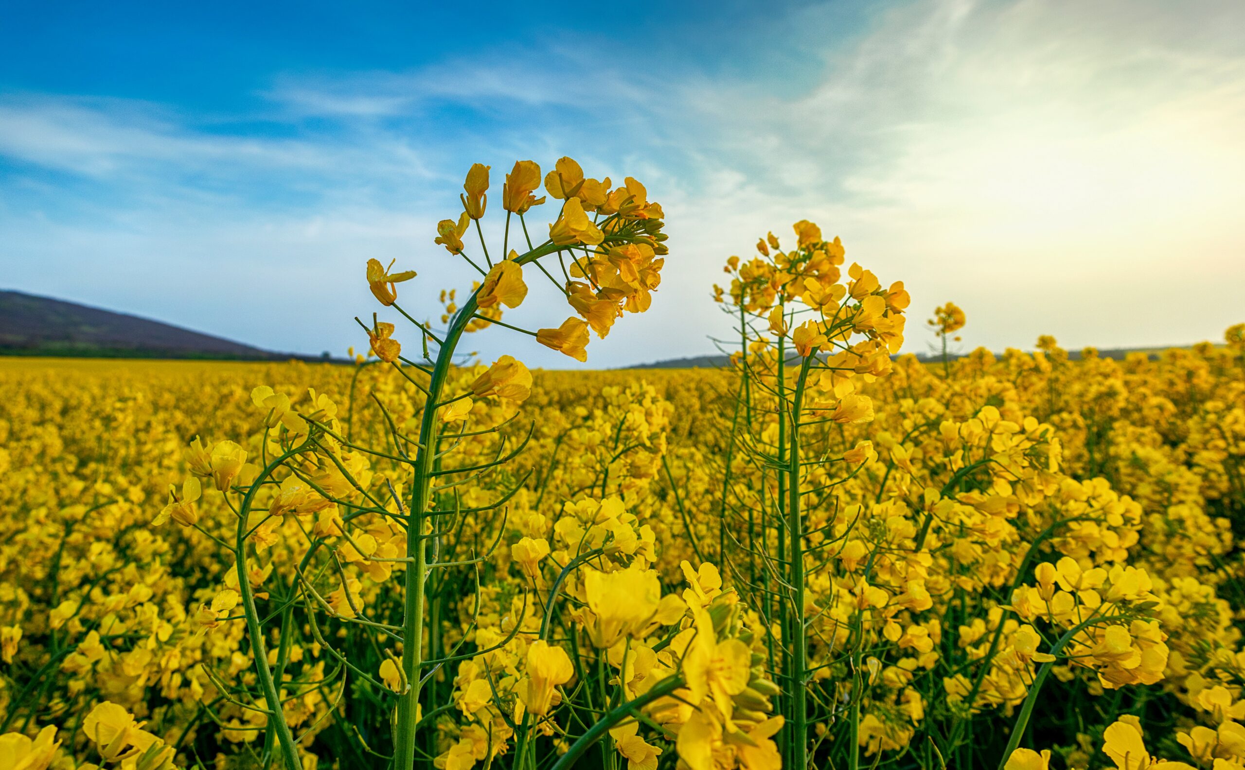 oilseed-rape-plant.jpg