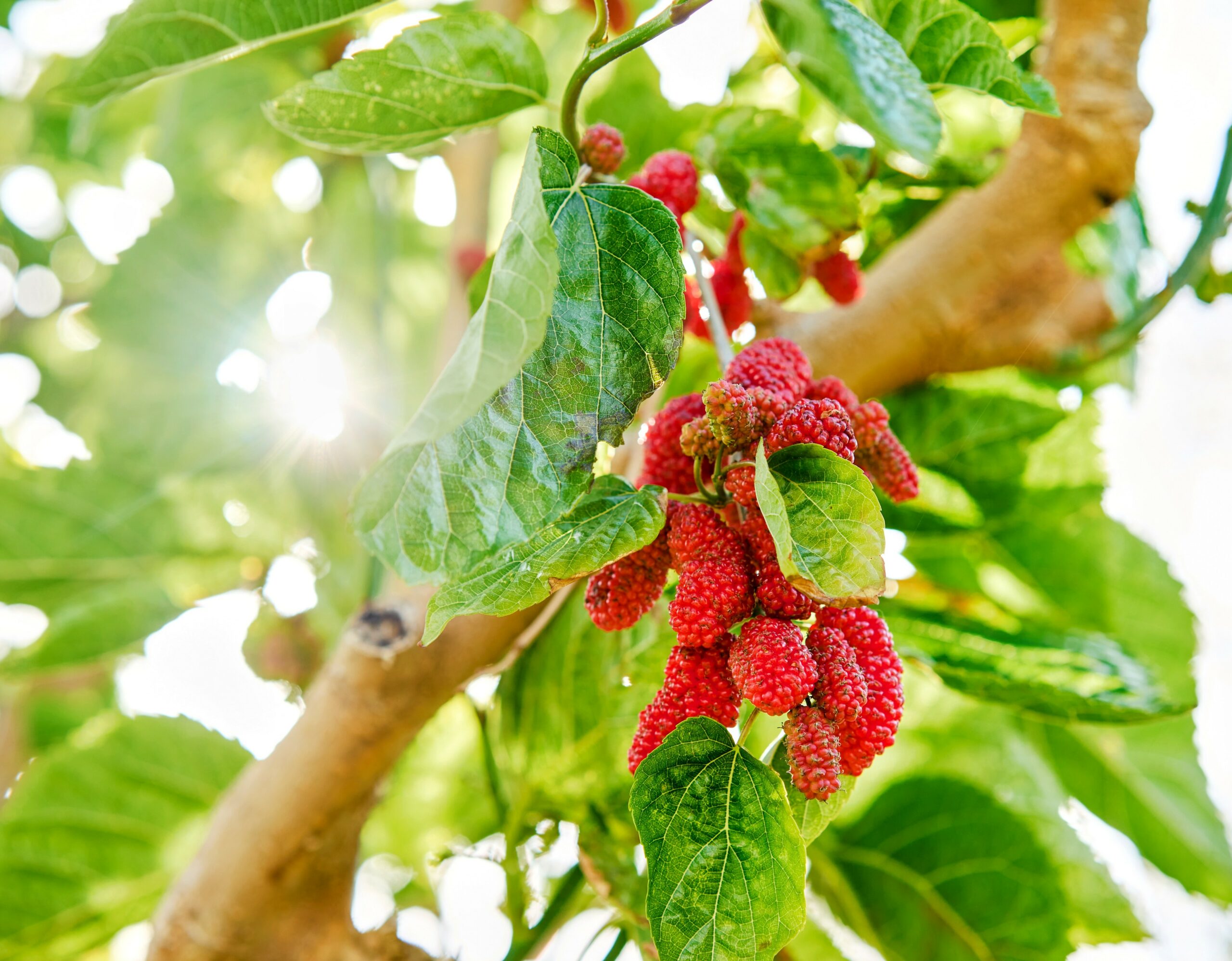 Plants adjust a “chemical code” to cope with climate change