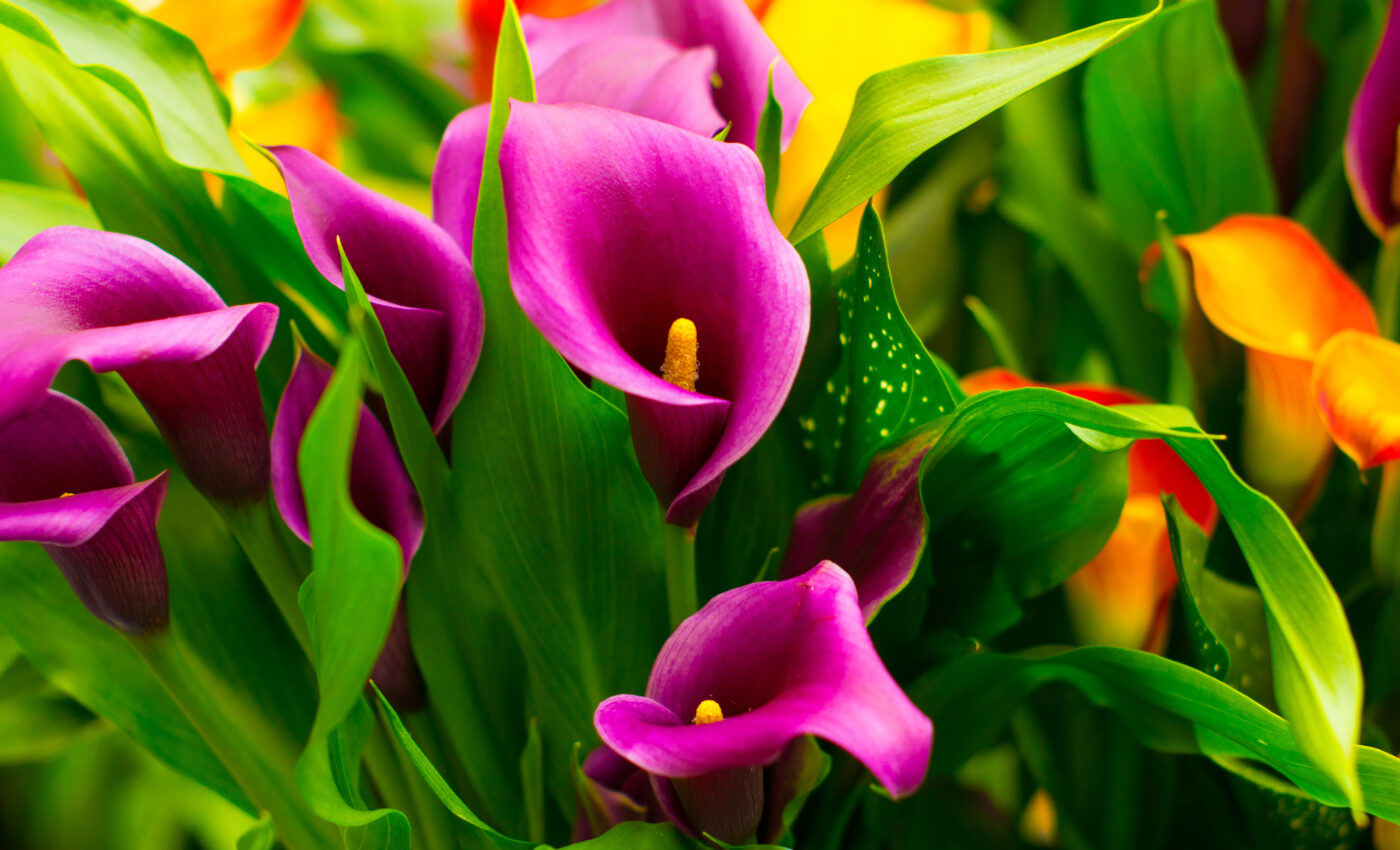 Common houseplants can poison children and pets