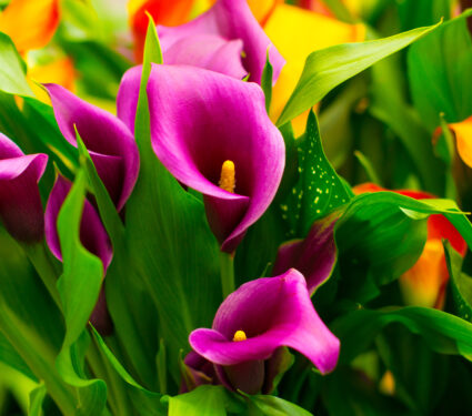 Colorful,Pink,And,Purple,Calla,Flowers,Composition