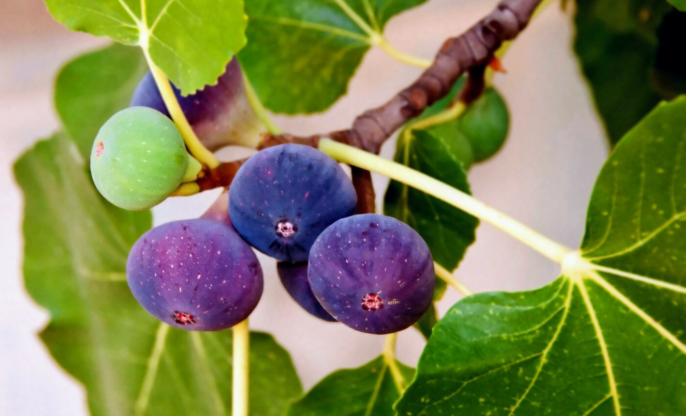 Rising temperatures shorten the lifespan of fig tree pollinators
