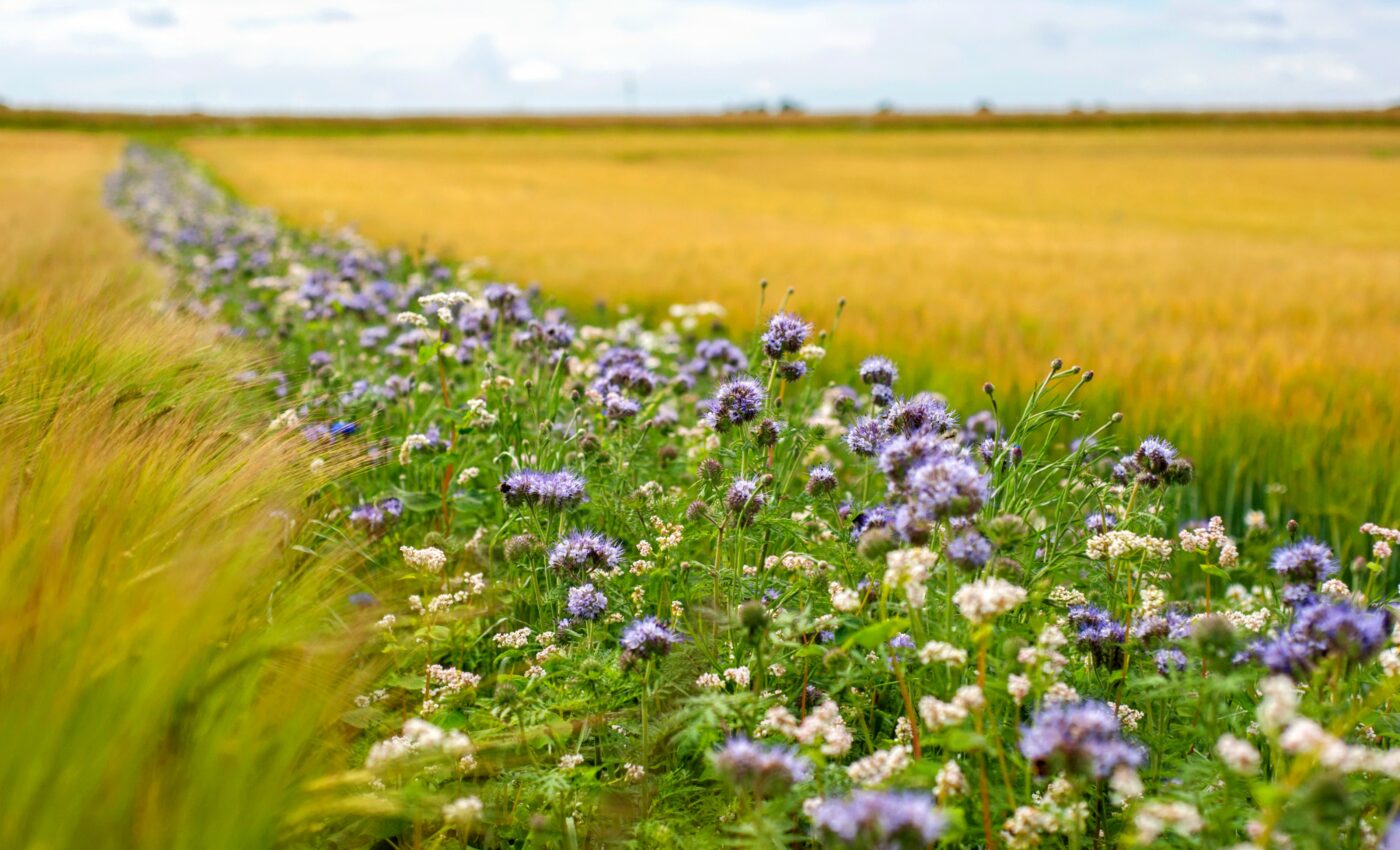 Flower strips can boost wild bee populations