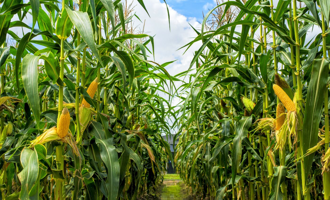 Study reveals genes that help plant roots grow toward gravity