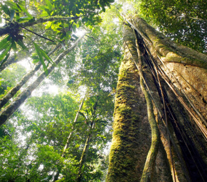 Looking,Up,The,Trunk,Of,A,Giant,Rainforest,Tree,To