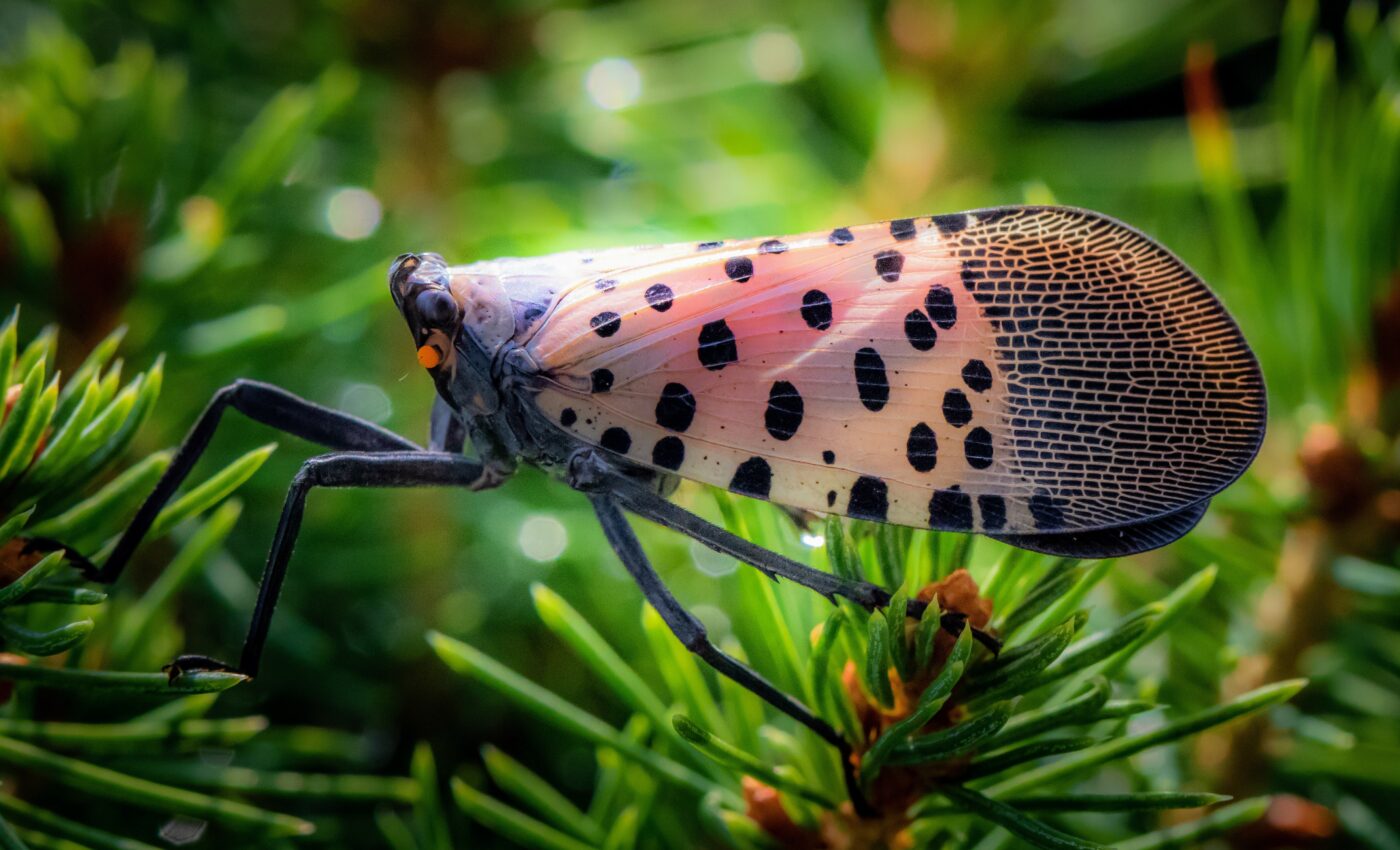 Honeydew secretions could be used to manage crop pests