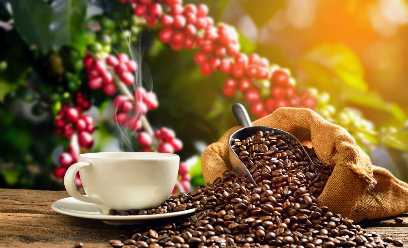Coffee lowers risk of premature death from all causes