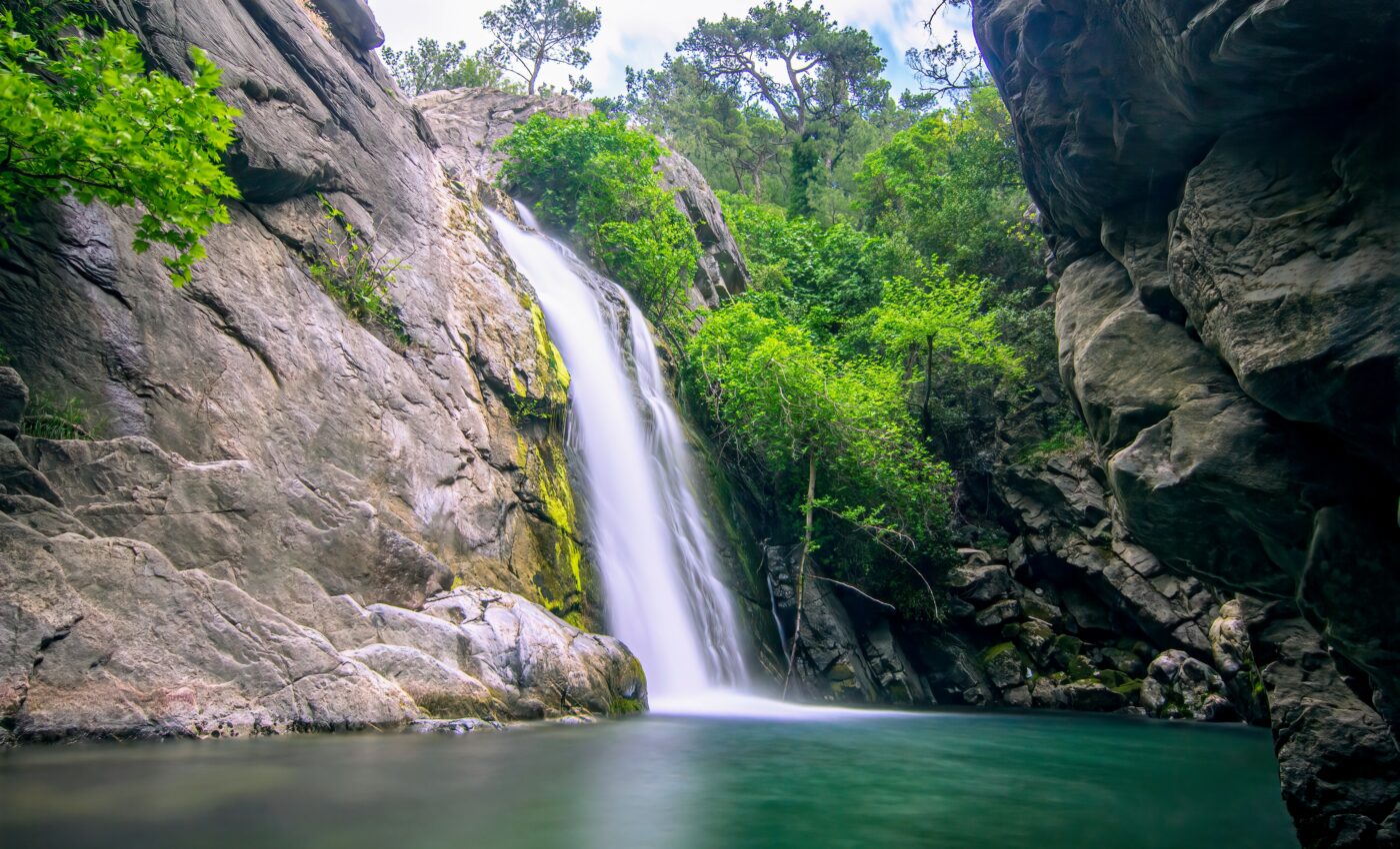 "Miracle plant” thought to be extinct rediscovered in Turkey