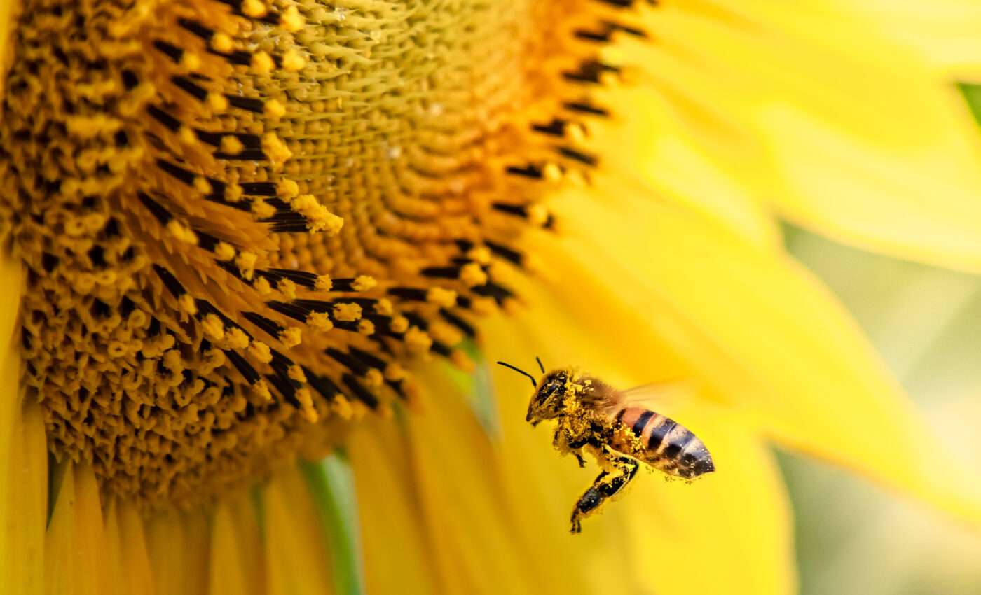 Ozone pollution threatens the health of plants and pollinators
